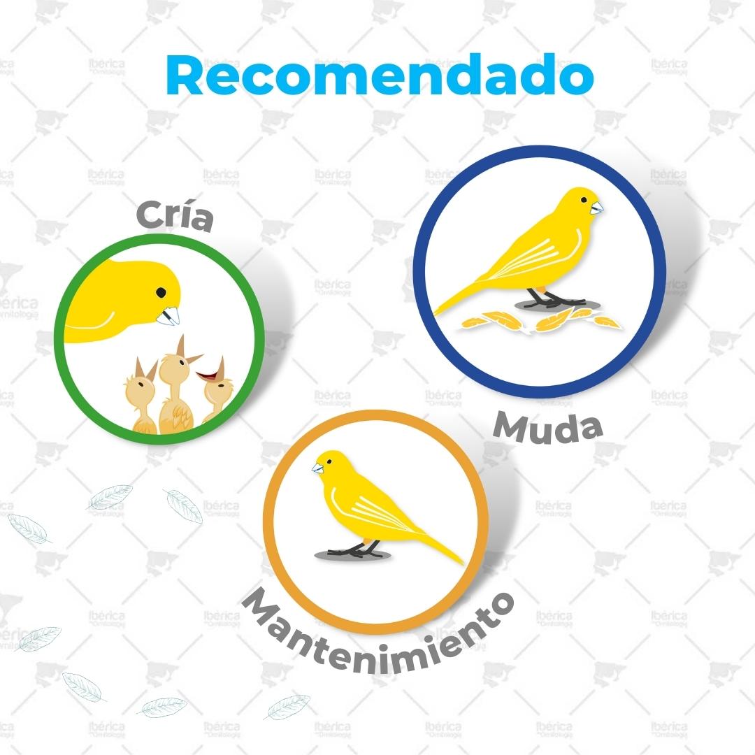Alpiste oro para pájaros. Calidad Extra ibericadeornitologia