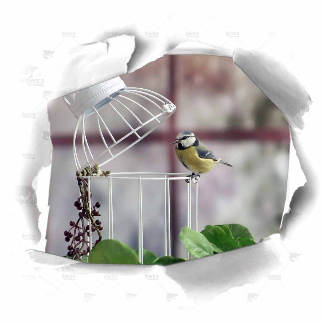 Jaulas para pájaros ideales en concursos ornitológicos  ¿Cómo elegir la jaula perfecta?