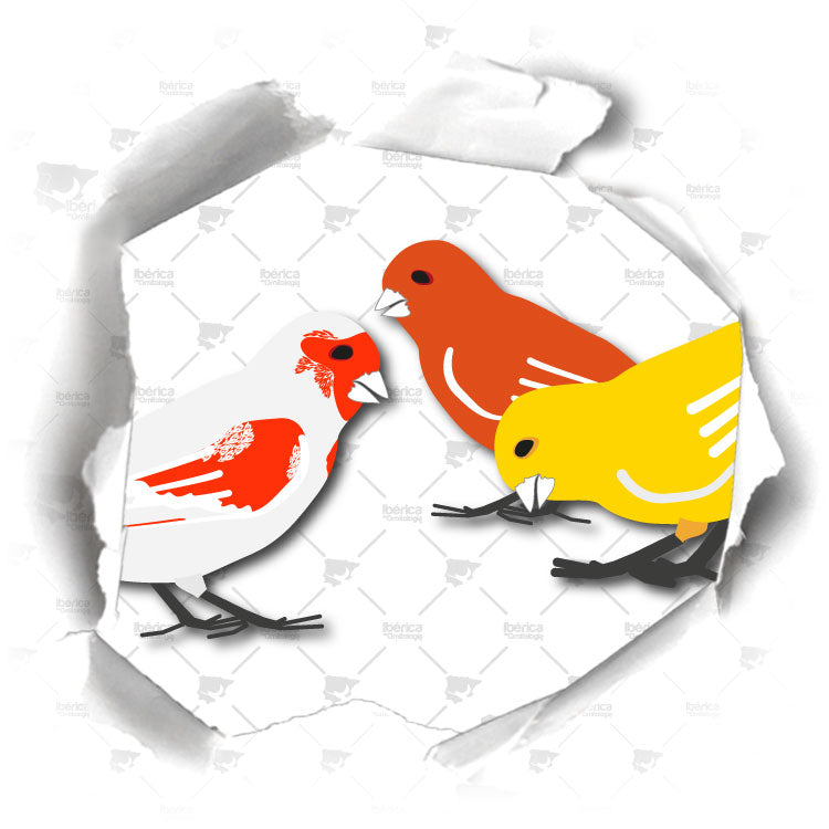 7 enfermedades comunes en canarios durante la muda: Cómo prevenir y actuar para cuidar a tus  aves.