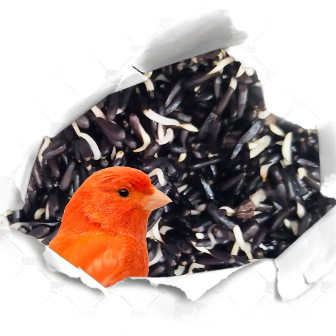 Semillas de Negrillo Alta Germinación DISFA - Ricas en proteínas y grasas saludables para la cría, muda y mantenimiento de pájaros.