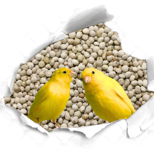 Perilla blanca para pájaros: Semillas nutritivas ricas en grasas y proteínas para la alimentación de aves durante la cría, muda y mantenimiento.
