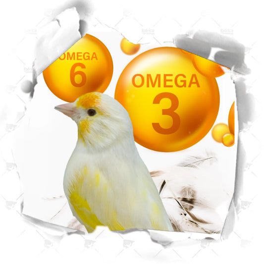 Beneficios del Omega 3 y 6 durante la Muda en Pájaros