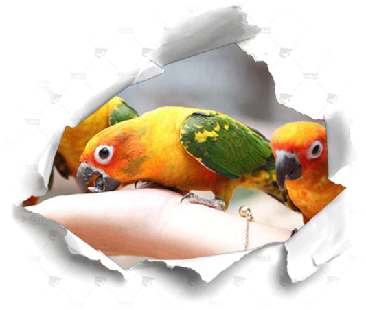 Problemas nutricionales en pájaros por alimentos no equilibrados. No es lo mismo alimentar que nutrir a tus aves.