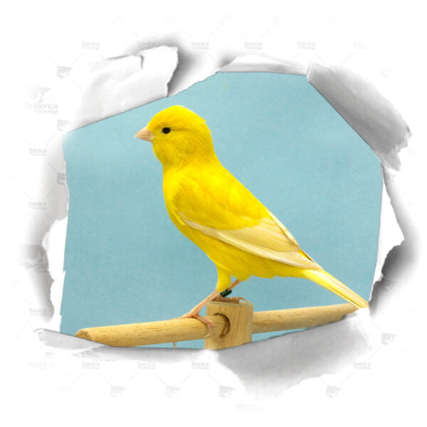 Canarios, alimentación recomendada y prohibida para tus aves.