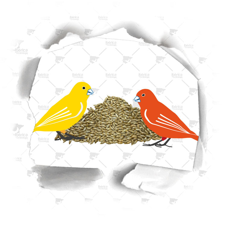 Alpiste para pájaros, semilla básica en la alimentación de aves.