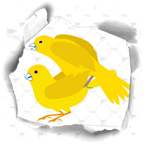 El Celo en Canarios criados en cautividad: Consejos, comportamiento y alimentación en canarios