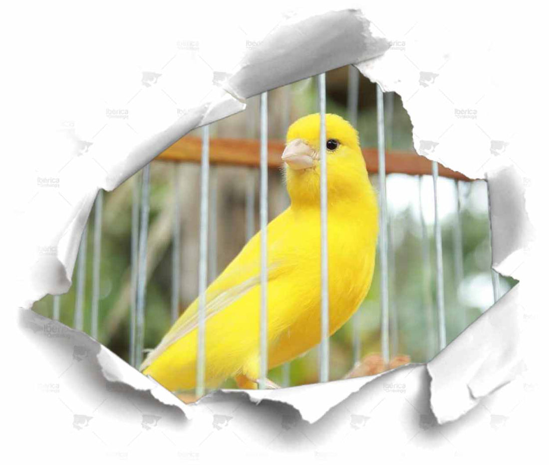 Cómo preparar pájaros para concursos ornitológicos. Trucos, consejos, alimentación, suplementos y entrenamiento para tus aves.