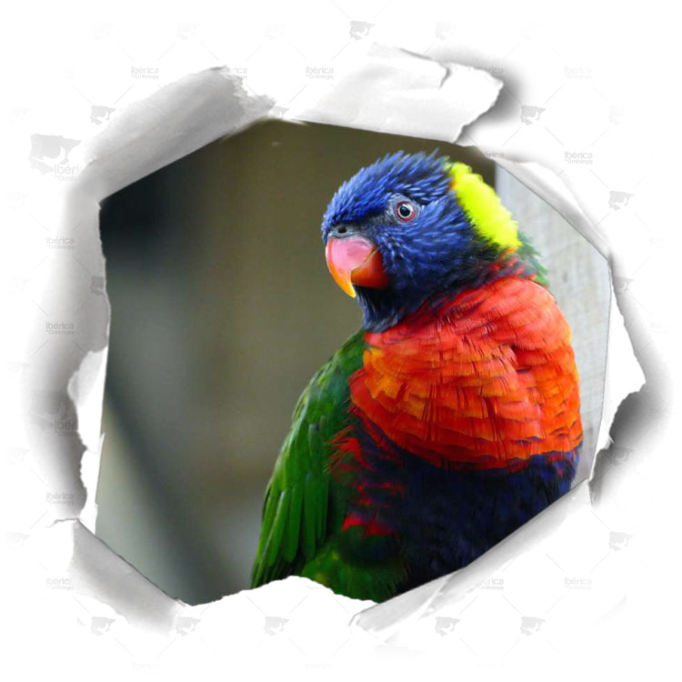 Consejos para una muda de calidad en pájaros. Potencia y mejorar el cambio de plumaje de tus aves.