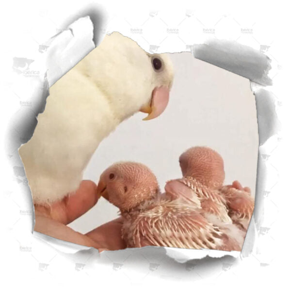 Consejos para potenciar la cría en pájaros reproductores. ¿Cómo elegir la alimentación ideal para mejorar la reproducción y cría de aves?.