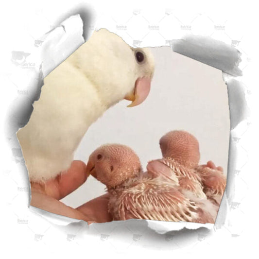 Consejos para potenciar la cría en pájaros reproductores. ¿Cómo elegir la alimentación ideal para mejorar la reproducción y cría de aves?.