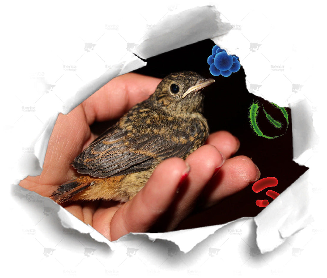 Enfermedades comunes en pájaros por hongos y parásitos. Precauciones para evitar que tus aves enfermen