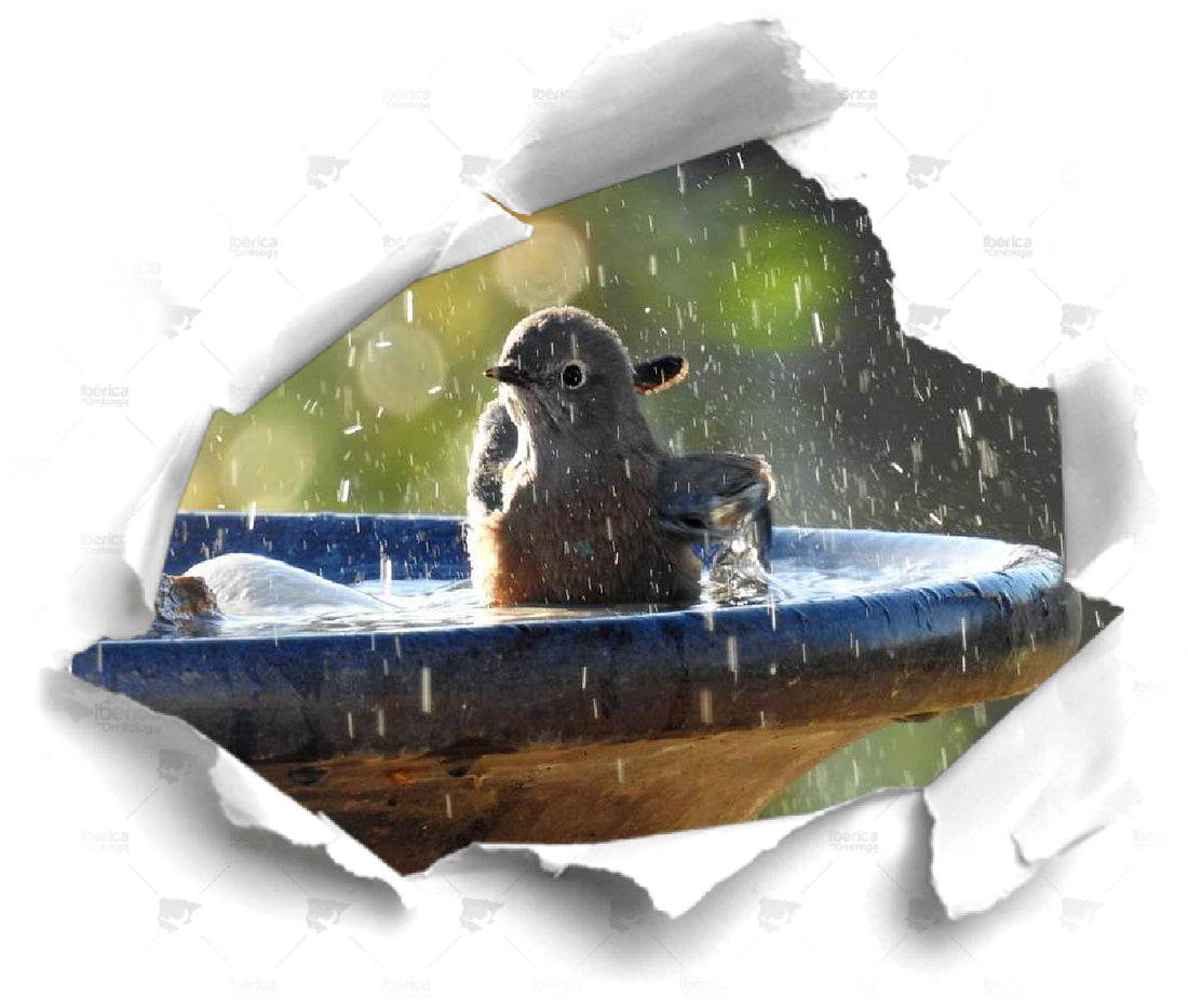 Higiene en aves. Importancia del baño para la hidratación y brillo de las plumas en pájaros.