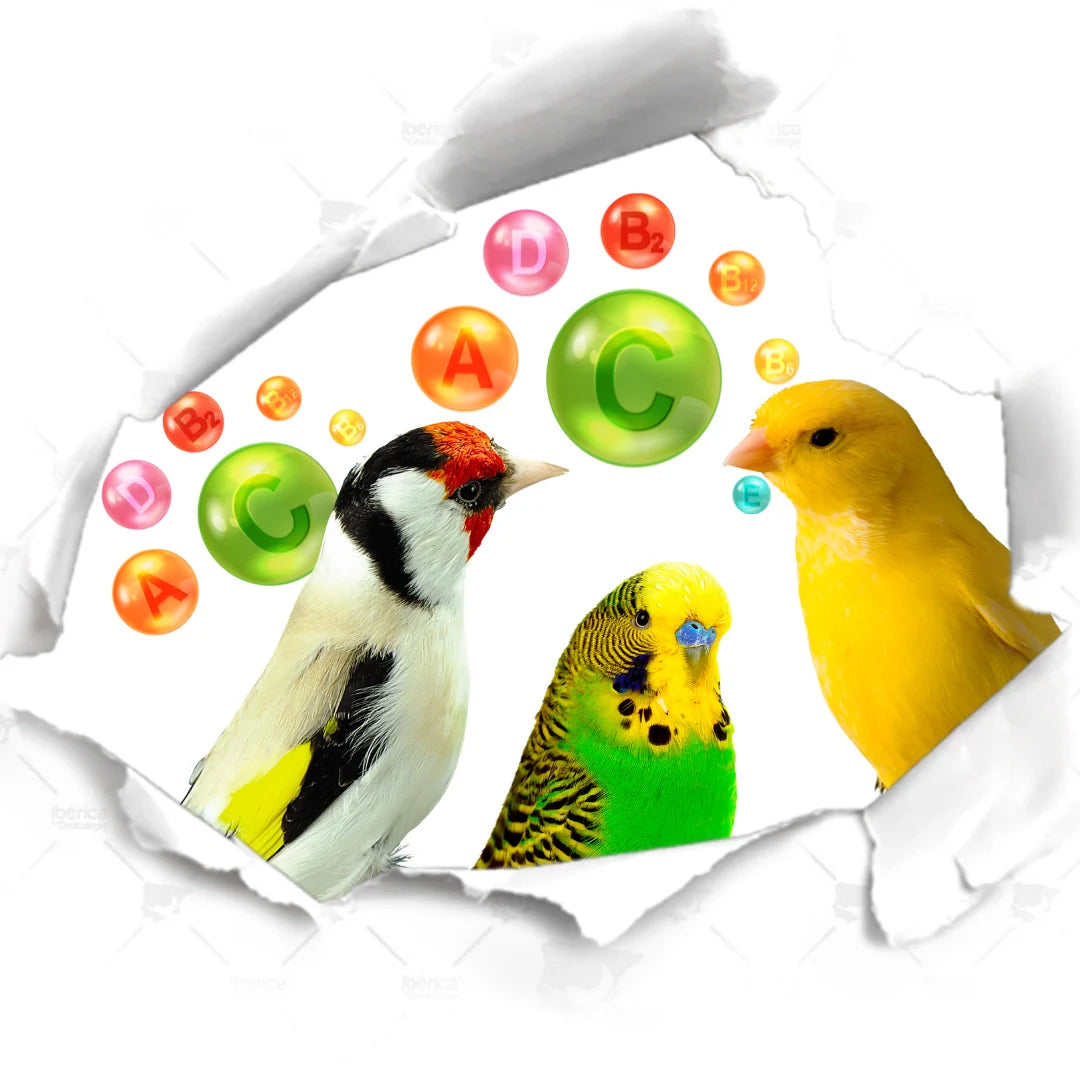 Hipovitaminosis e Hipervitaminosis en Pájaros - Prevención y Manejo Nutricional para Aves Saludables