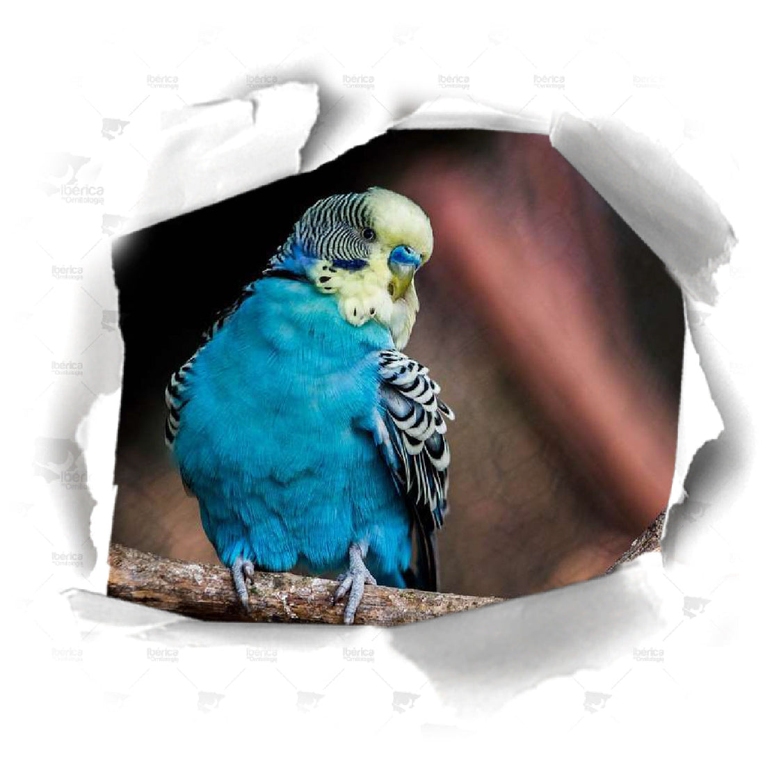 Cría y muda de pájaros. Trucos y precauciones para una muda perfecta en aves.