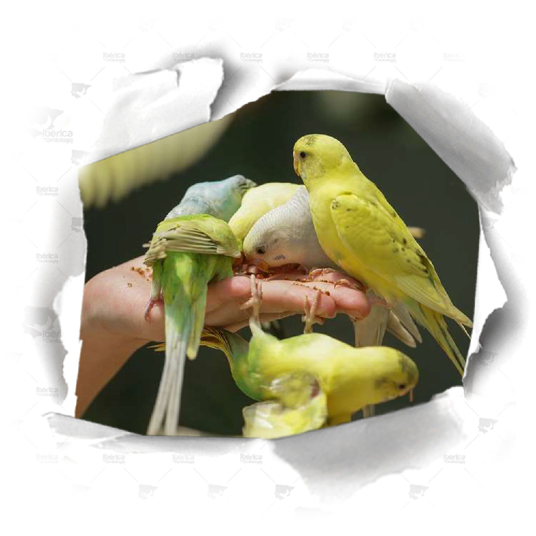 Alimentación durante la muda en pájaros.  Requerimientos imprescindibles para potenciar la formación de plumas nuevas en las aves.