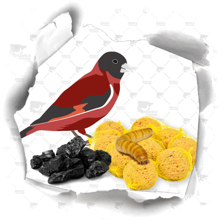 Proteínas recomendadas durante la muda de pájaros. Garantiza el buen estado de salud de tus aves.