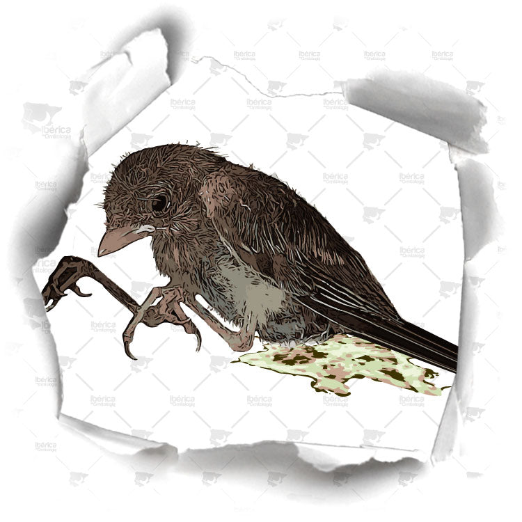 Salmonelosis en pájaros, Prevención en aviarios.