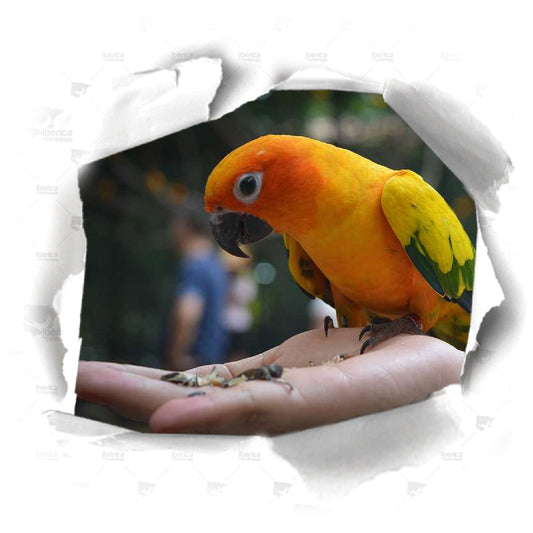 Semillas para pájaros ideales durante la muda. Como inducir la muda reduciendo el celo en tus aves.