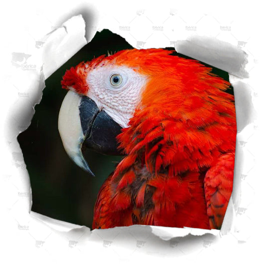 Suplementos para pájaros en la muda. Proteínas, aminoácidos  y vitaminas, necesarias para mantener en buen estado la salud de tus aves.