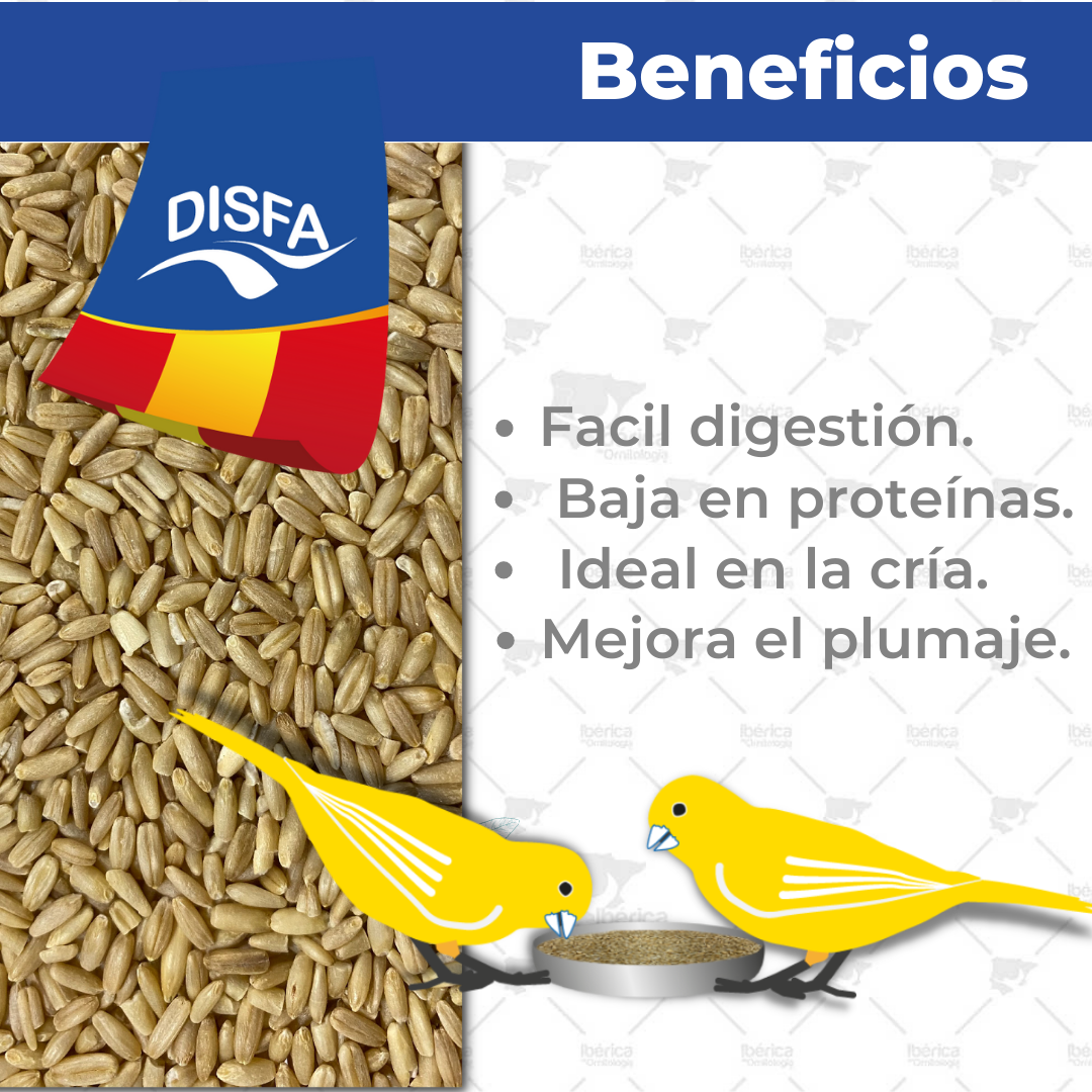 Avena pelada para pájaros (Disfa) , cereal complementario para aves rica en carbohidratos y grasas para mejora del plumaje y reproducción ibericadeornitologia