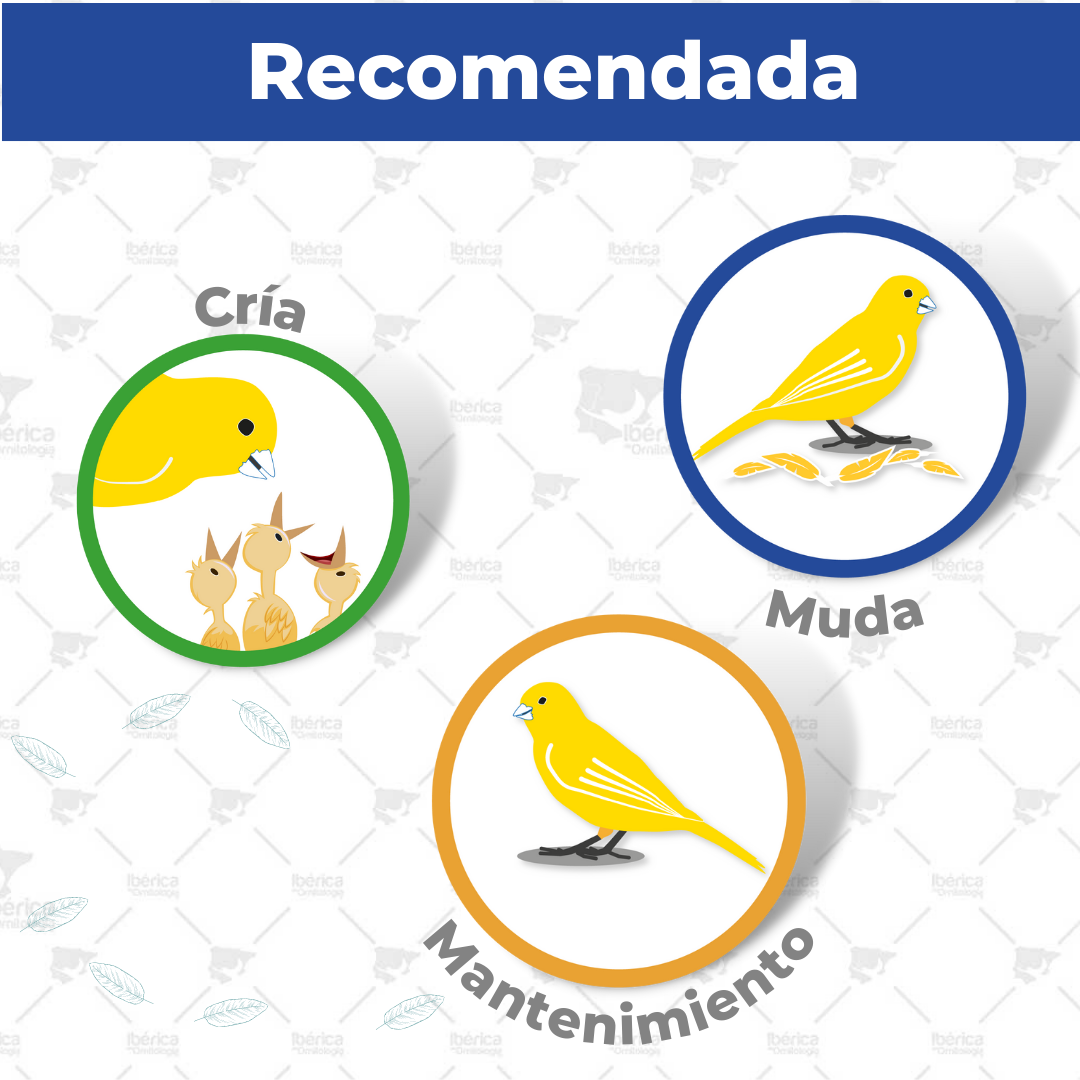 Avena pelada para pájaros (Disfa) , cereal complementario para aves rica en carbohidratos y grasas para mejora del plumaje y reproducción ibericadeornitologia