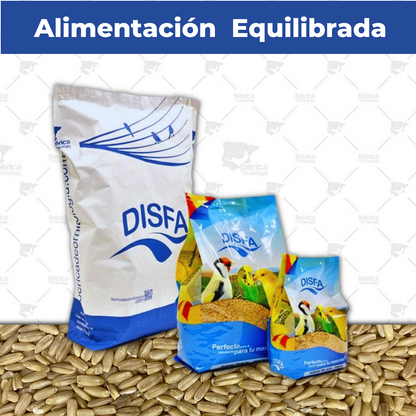 Avena pelada para pájaros (Disfa) , cereal complementario para aves rica en carbohidratos y grasas para mejora del plumaje y reproducción ibericadeornitologia