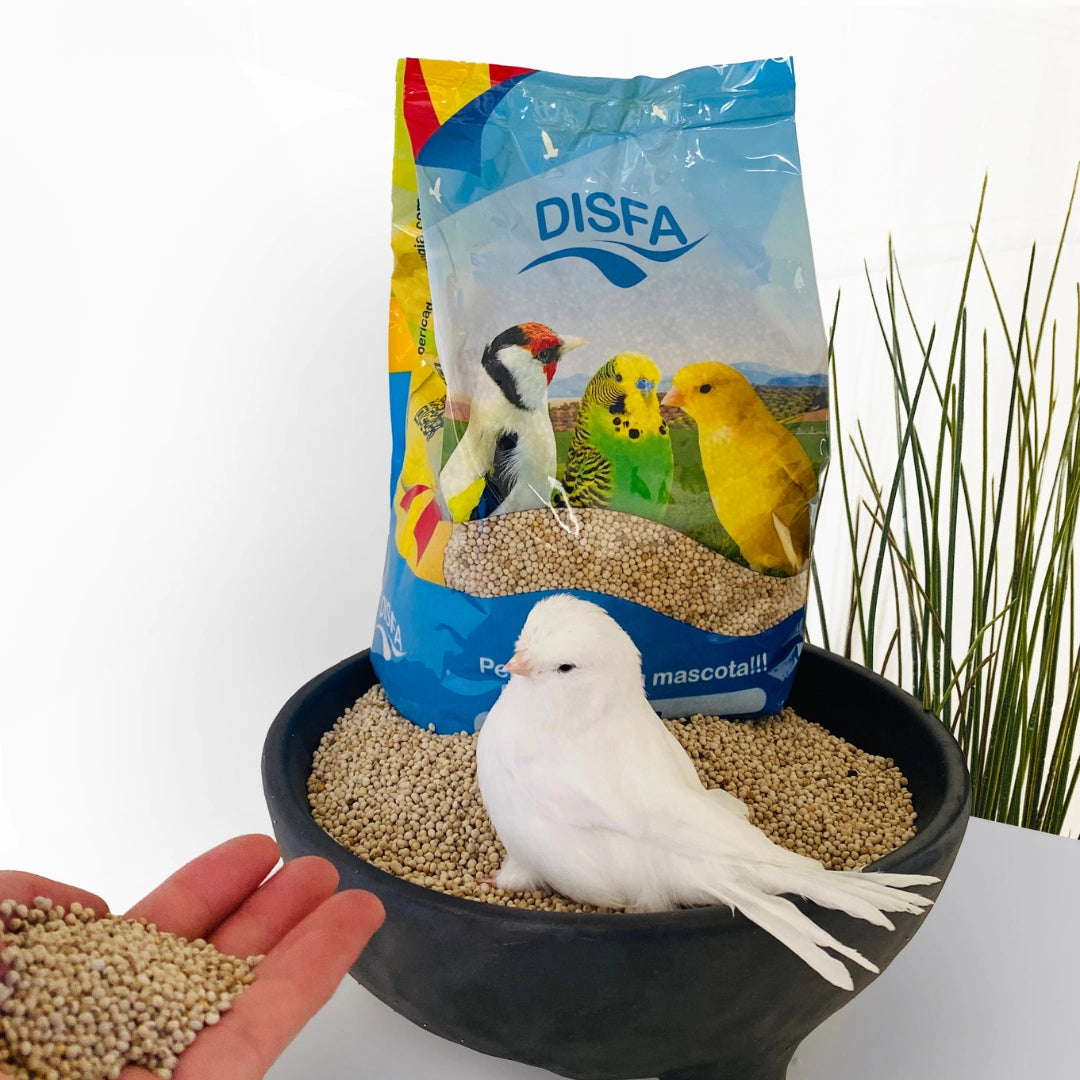 Perilla (Disfa): Alimento complementar para todos os tipos de aves granívoras